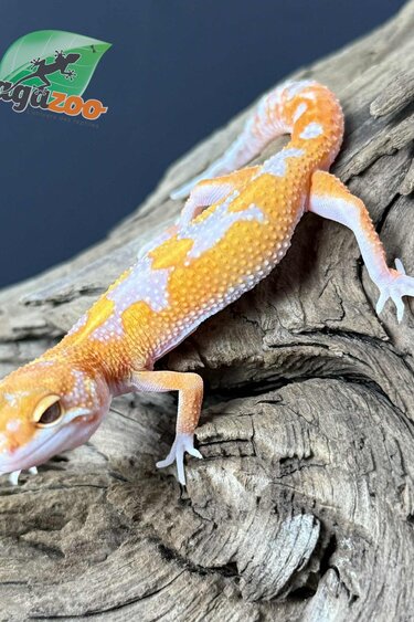 Magazoo Gecko léopard Red Diamond Mâle 07/05/25