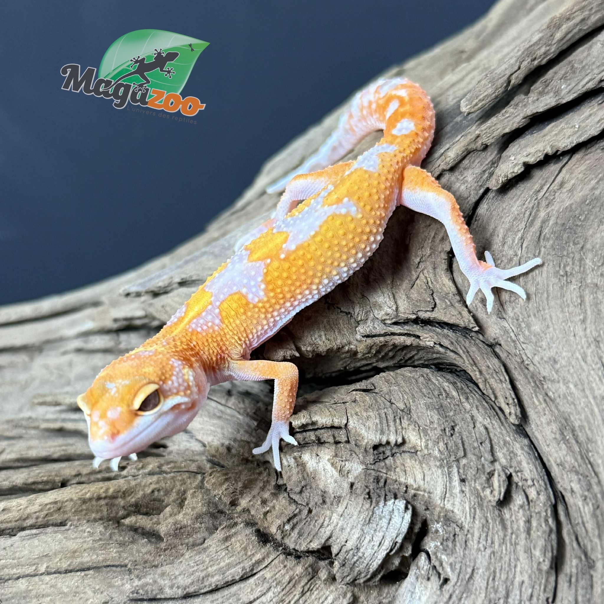 Magazoo Gecko léopard Red Diamond Mâle 07/05/25