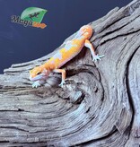 Magazoo Red Diamond Male Leopard Gecko 05/07/25