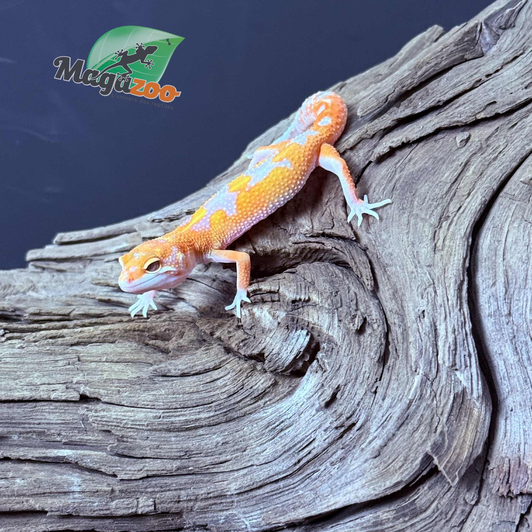 Magazoo Gecko léopard Red Diamond Mâle 07/05/25
