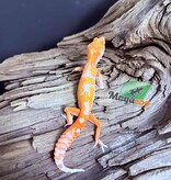 Magazoo Red Diamond Male Leopard Gecko 05/07/25
