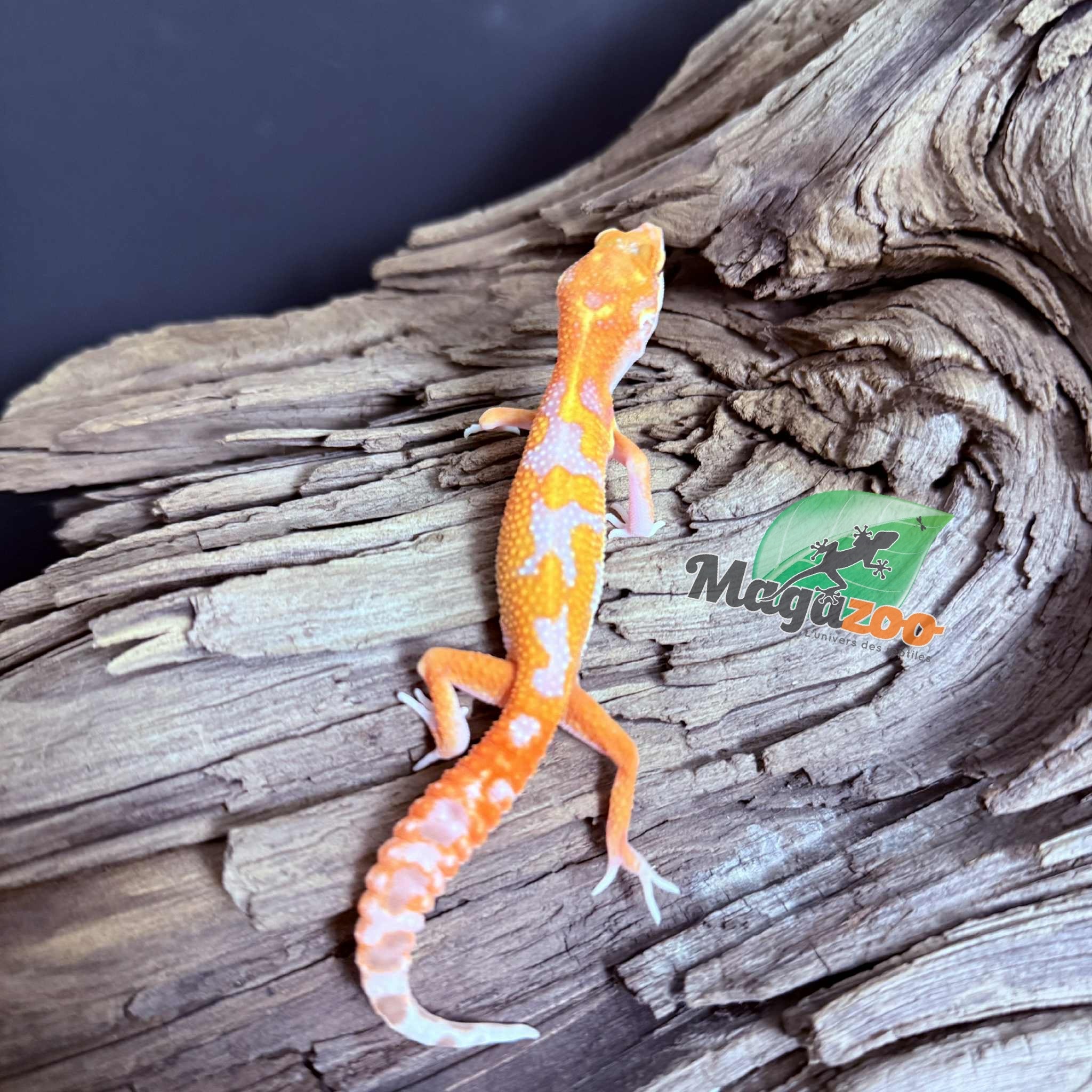 Magazoo Gecko léopard Red Diamond Mâle 07/05/25