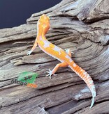 Magazoo Gecko léopard Red Diamond Mâle 07/05/25