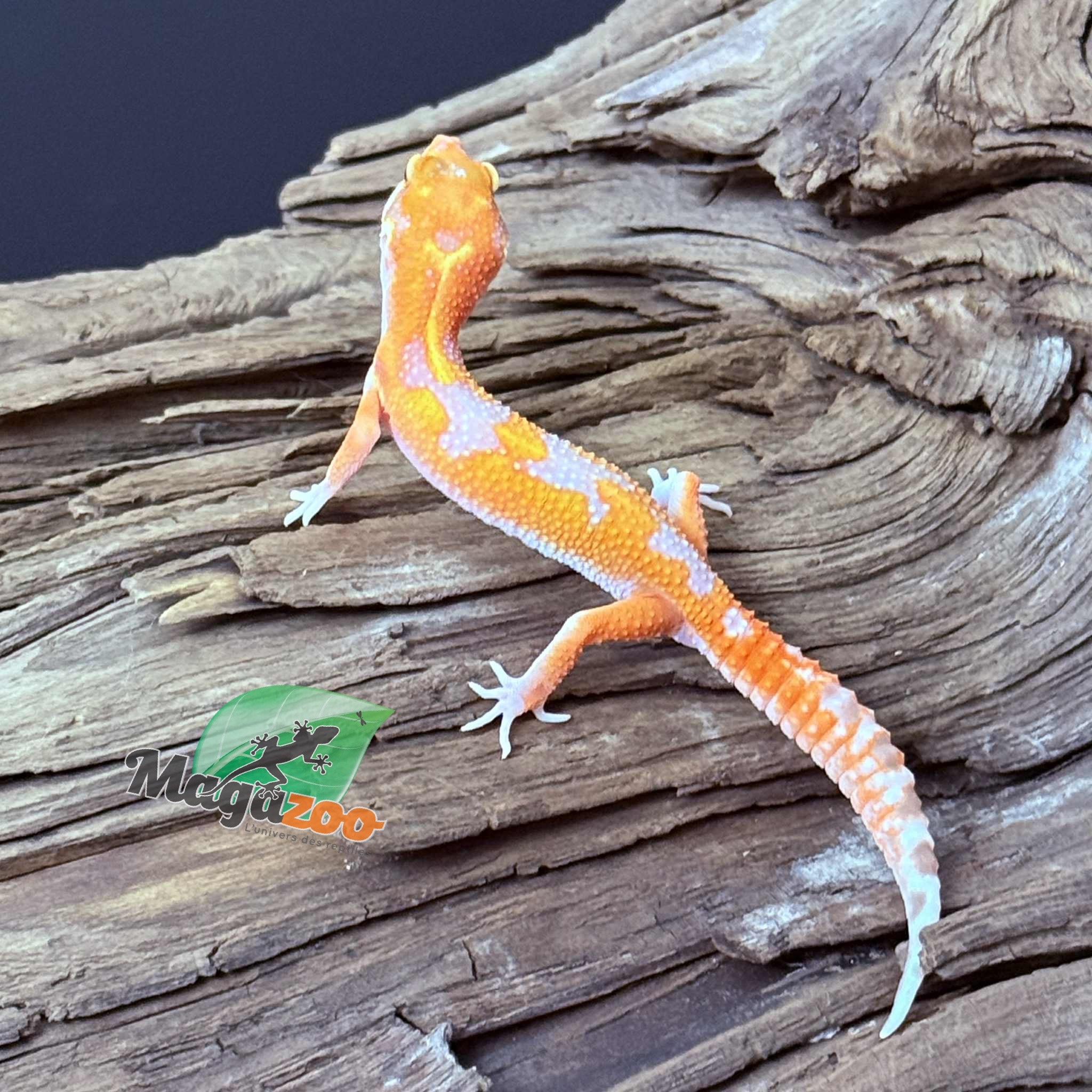 Magazoo Red Diamond Male Leopard Gecko 05/07/25