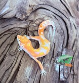 Magazoo Gecko léopard Red Diamond Mâle 07/05/25