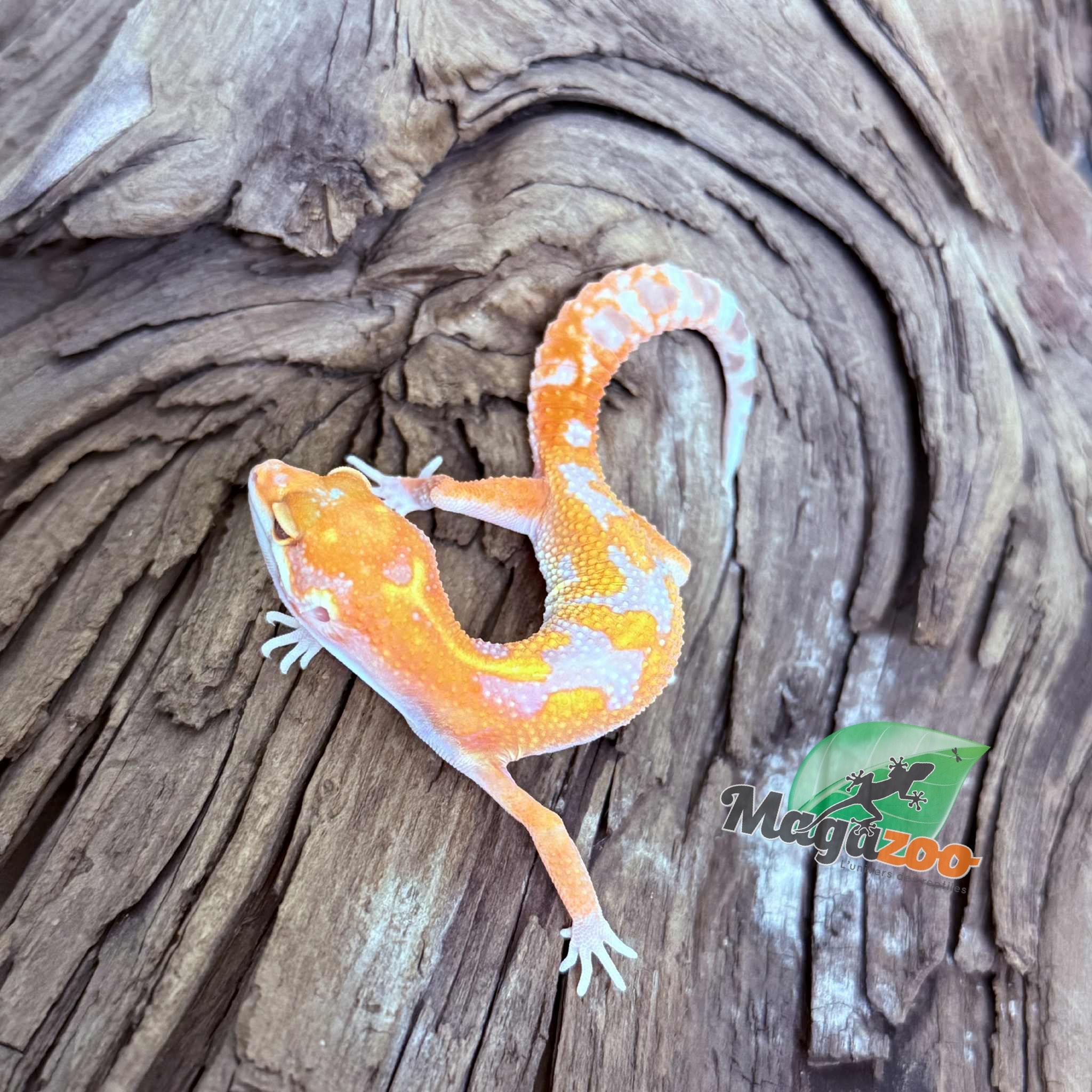 Magazoo Gecko léopard Red Diamond Mâle 07/05/25