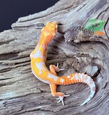 Magazoo Red Diamond Male Leopard Gecko 05/07/25