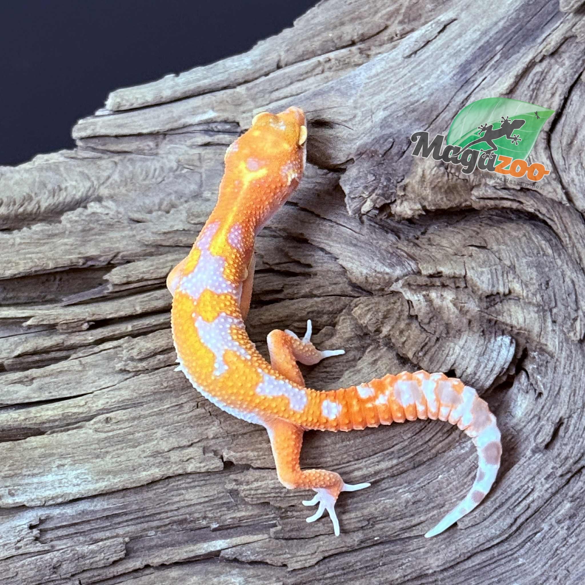 Magazoo Red Diamond Male Leopard Gecko 05/07/25