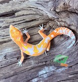 Magazoo Gecko léopard Red Diamond Mâle 07/05/25