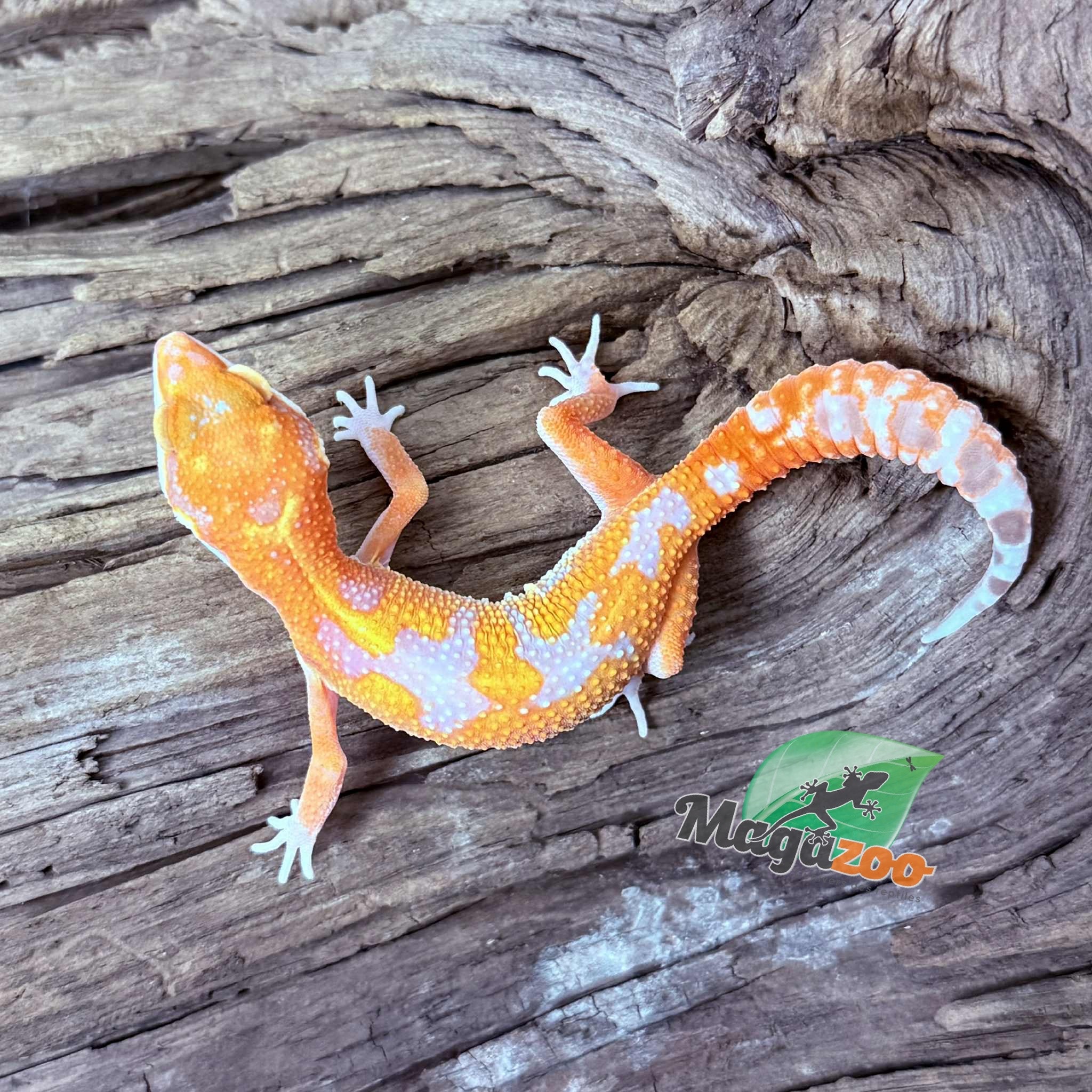 Magazoo Red Diamond Male Leopard Gecko 05/07/25