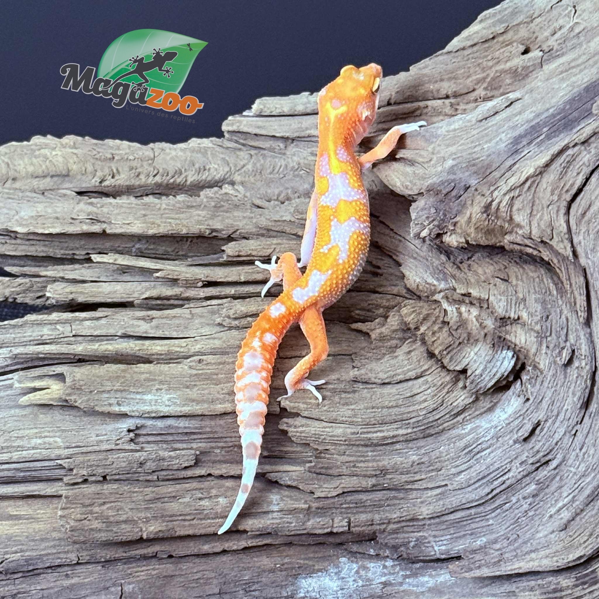 Magazoo Red Diamond Male Leopard Gecko 05/07/25