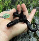 Magazoo Serpent roi noir du Mexique Mâle #1 07/06/25