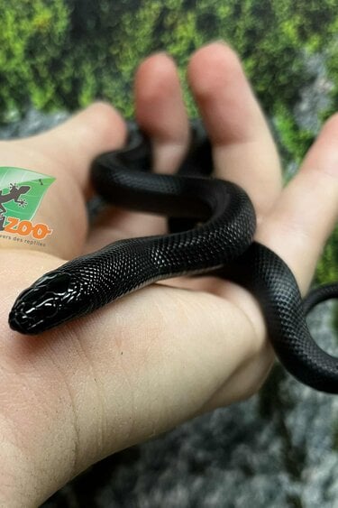 Magazoo Male Mexican black king snak #1 6/21/25
