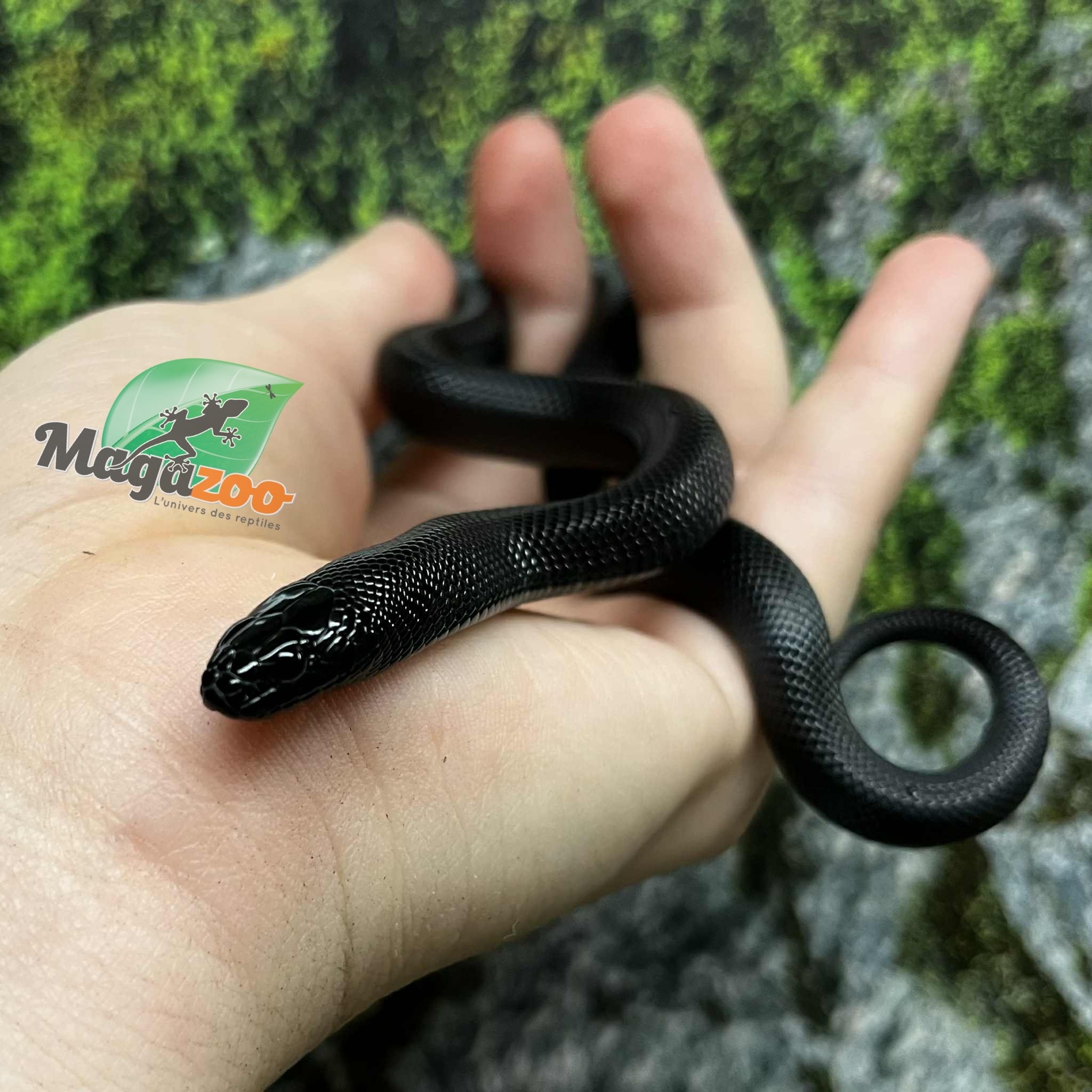 Magazoo Male Mexican black king snak #1 6/21/25