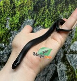 Magazoo Male Mexican black king snak #1 6/21/25