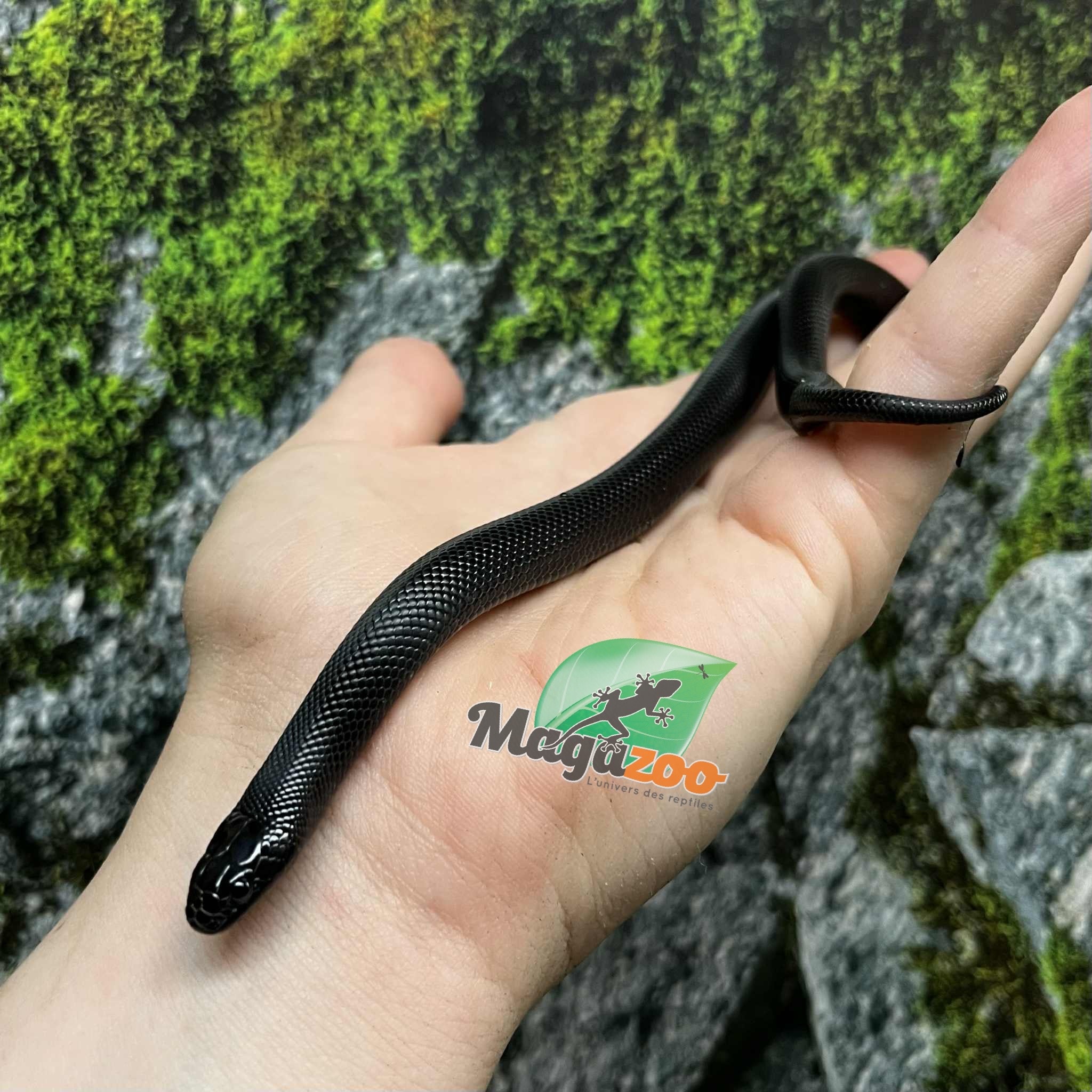 Magazoo Serpent roi noir du Mexique Mâle #1 07/06/25