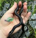 Magazoo Male Mexican black king snak #1 6/21/25