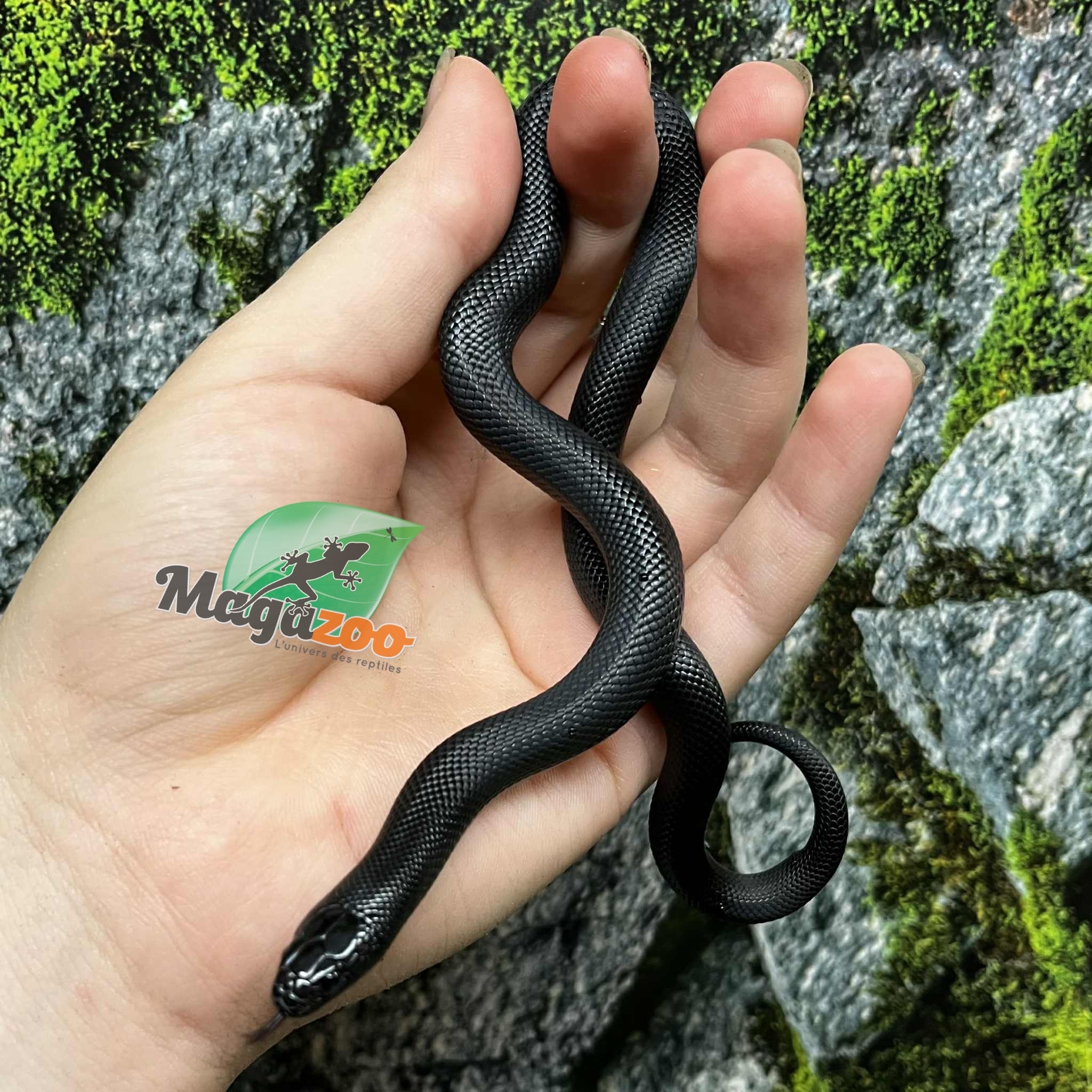 Magazoo Male Mexican black king snak #1 6/21/25