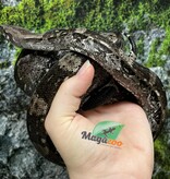 Magazoo Male 2021 Caulker Cay boa constrictor - 2nd Chance Adoption