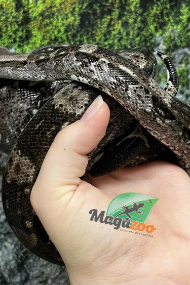 Magazoo Boa constricteur Caulker Cay Mâle 2021 - Adoption 2 ième chance