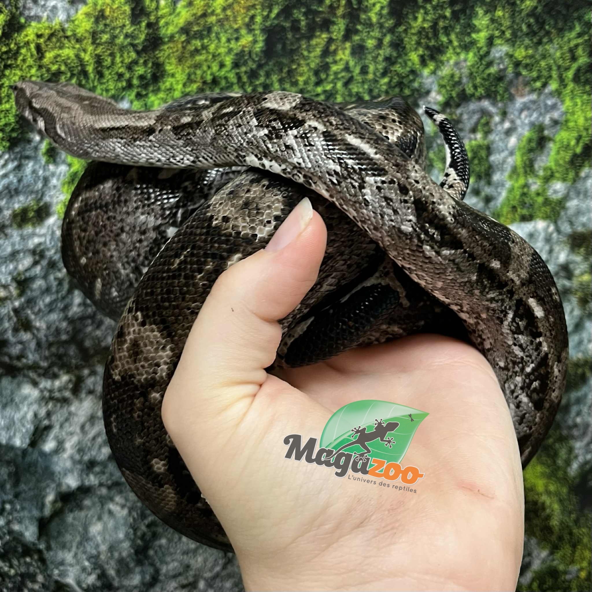 Magazoo Male 2021 Caulker Cay boa constrictor - 2nd Chance Adoption