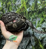 Magazoo Boa constricteur Caulker Cay Mâle 2021 - Adoption 2 ième chance