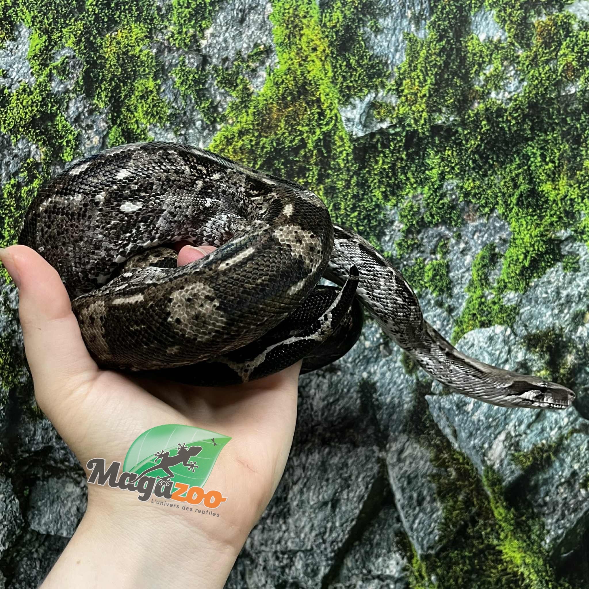 Magazoo Male 2021 Caulker Cay boa constrictor - 2nd Chance Adoption