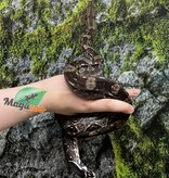 Magazoo Boa constricteur Caulker Cay Mâle 2021 - Adoption 2 ième chance