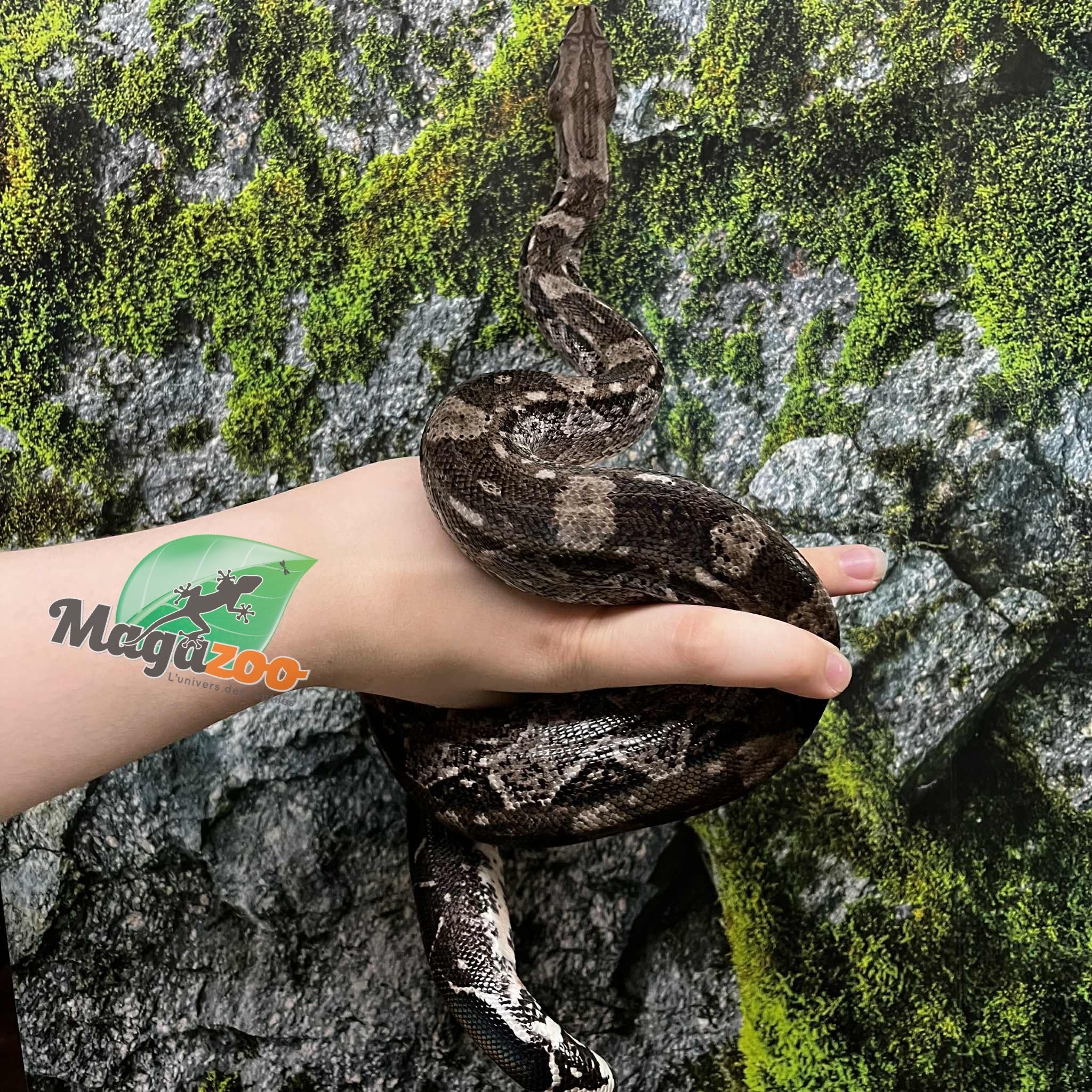 Magazoo Male 2021 Caulker Cay boa constrictor - 2nd Chance Adoption