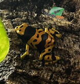 Magazoo Grenouille Dendrobates leucomelas ''Fine spot''