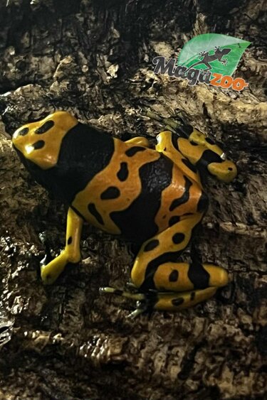 Magazoo Grenouille Dendrobates leucomelas ''Fine spot''