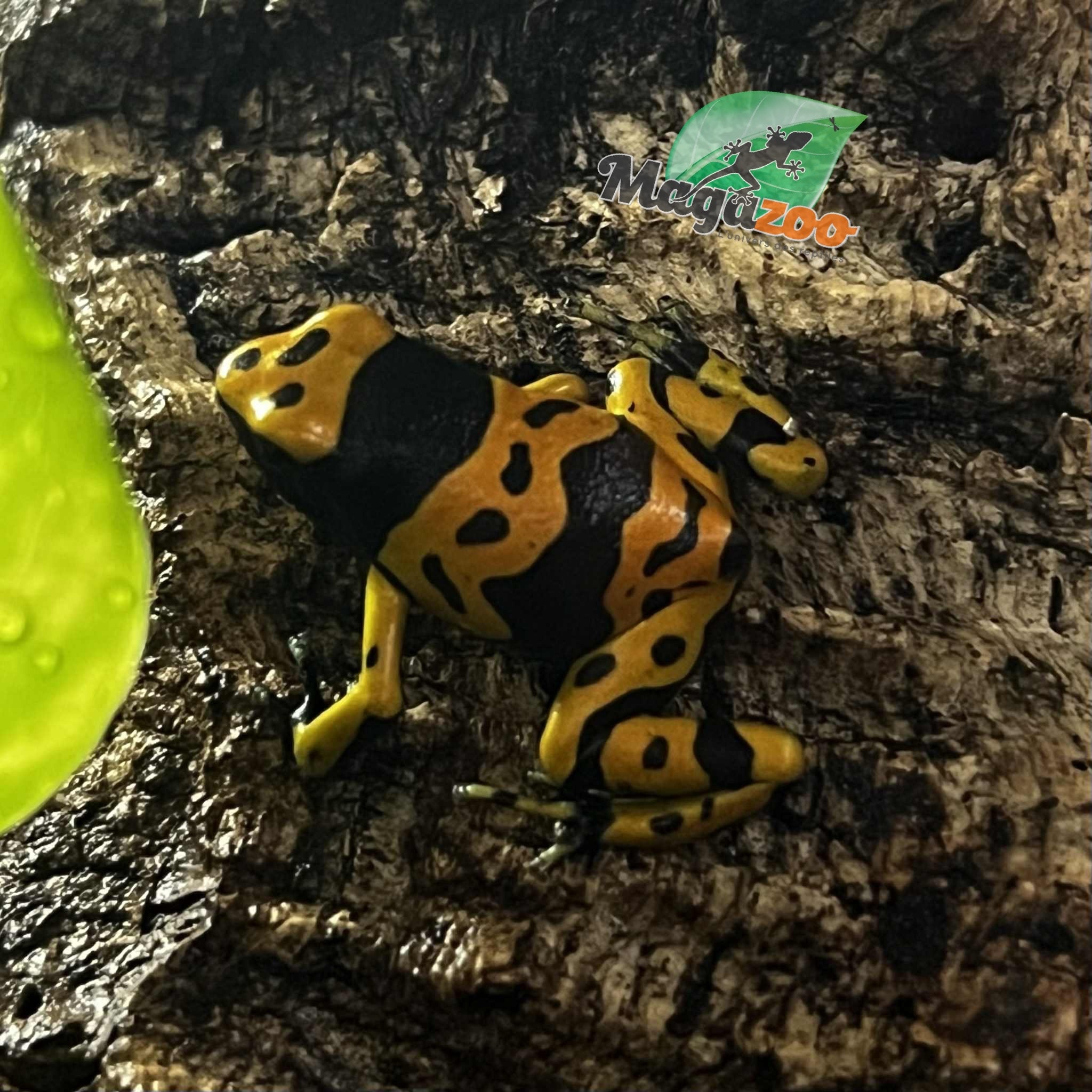 Magazoo Bumble bee dart frog (Dendrobates leucomelas ''Fine spot'' frog)