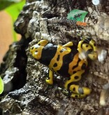 Magazoo Grenouille Dendrobates leucomelas ''Fine spot''