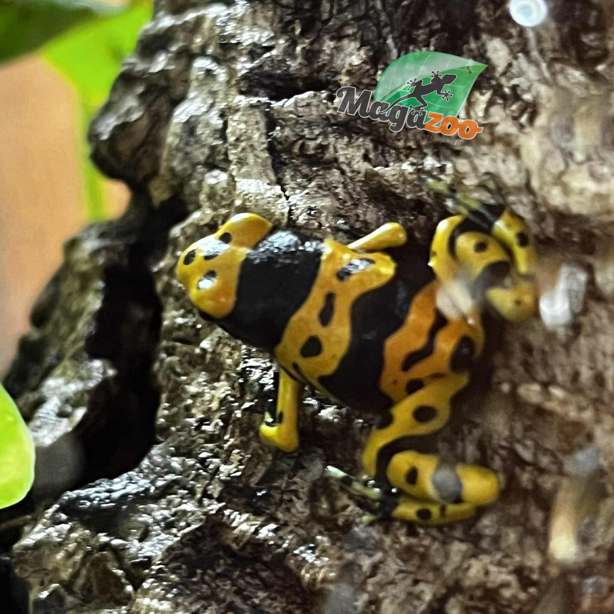 Magazoo Bumble bee dart frog (Dendrobates leucomelas ''Fine spot'' frog)