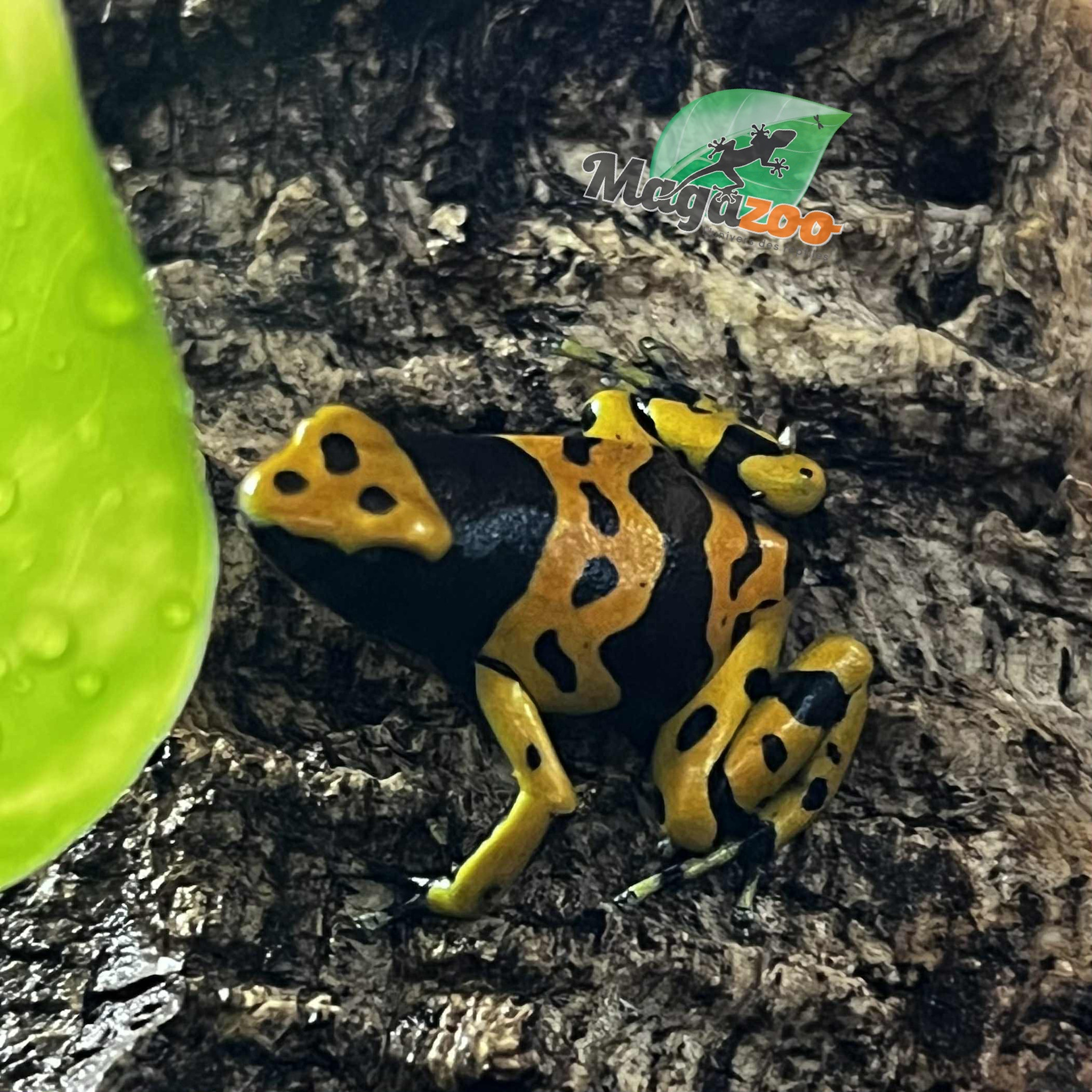 Magazoo Bumble bee dart frog (Dendrobates leucomelas ''Fine spot'' frog)