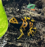 Magazoo Bumble bee dart frog (Dendrobates leucomelas ''Fine spot'' frog)