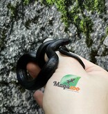 Magazoo Male Mexican black king snake #2 5/21/25