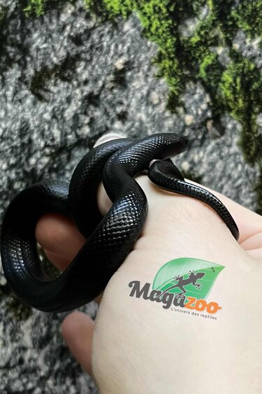 Magazoo Serpent roi noir du Mexique Mâle #2 07/06/25