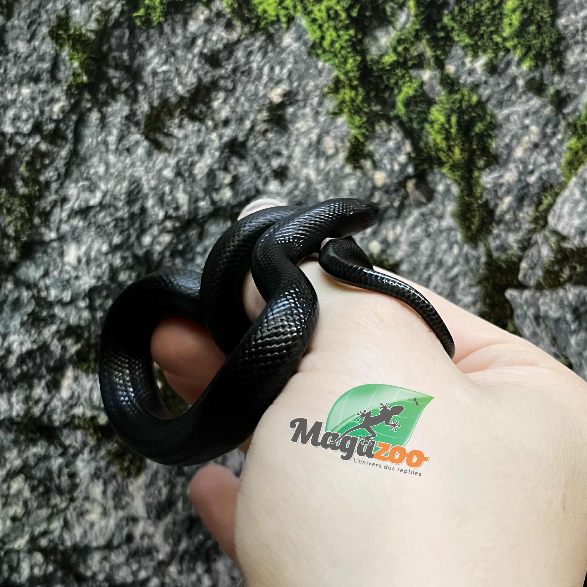 Magazoo Male Mexican black king snake #2 5/21/25