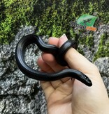 Magazoo Male Mexican black king snake #2 5/21/25