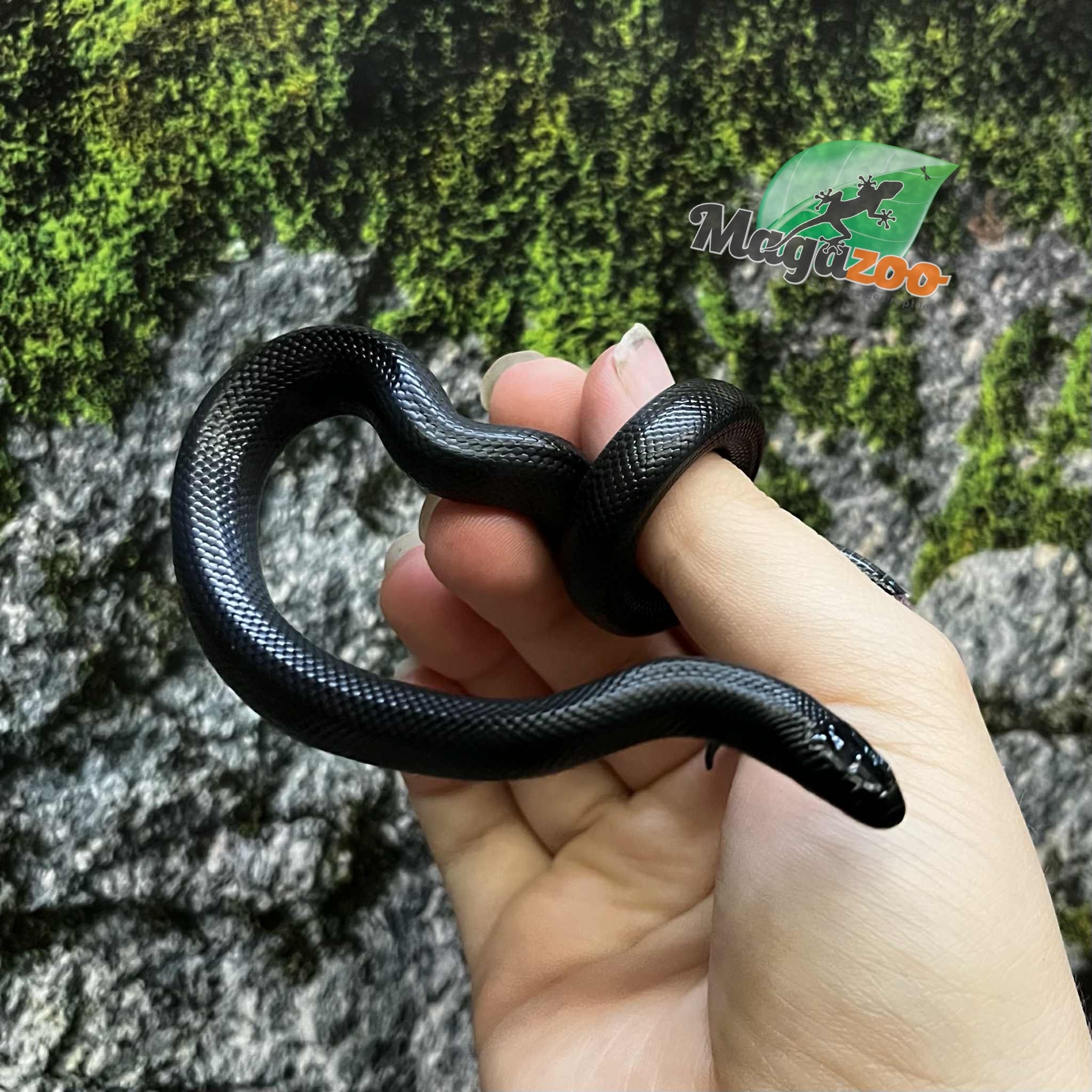 Magazoo Male Mexican black king snake #2 5/21/25