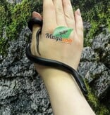 Magazoo Male Mexican black king snake #2 5/21/25