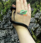 Magazoo Serpent roi noir du Mexique Mâle #2 07/06/25