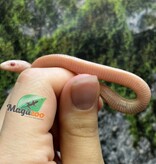 Magazoo Serpent des blés Peppermint Motley femelle (21-6-25 )