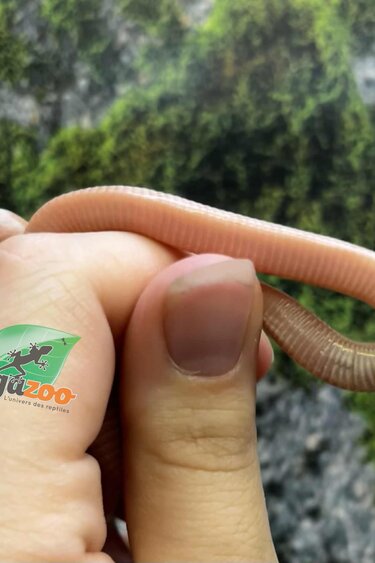 Magazoo Peppermint Motley female Corn snake (6-21-25)