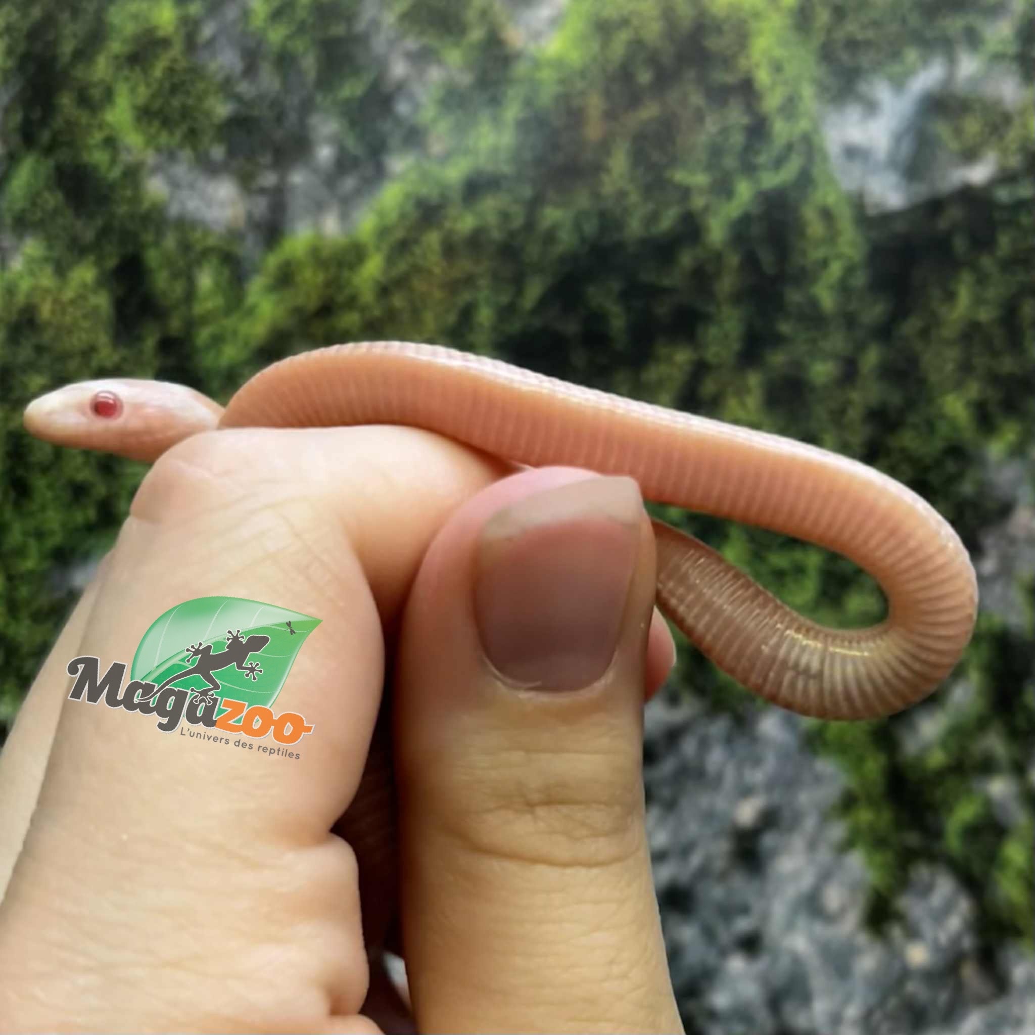 Magazoo Peppermint Motley female Corn snake (6-21-25)