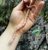 Magazoo Serpent des blés Peppermint Motley femelle (21-6-25 )