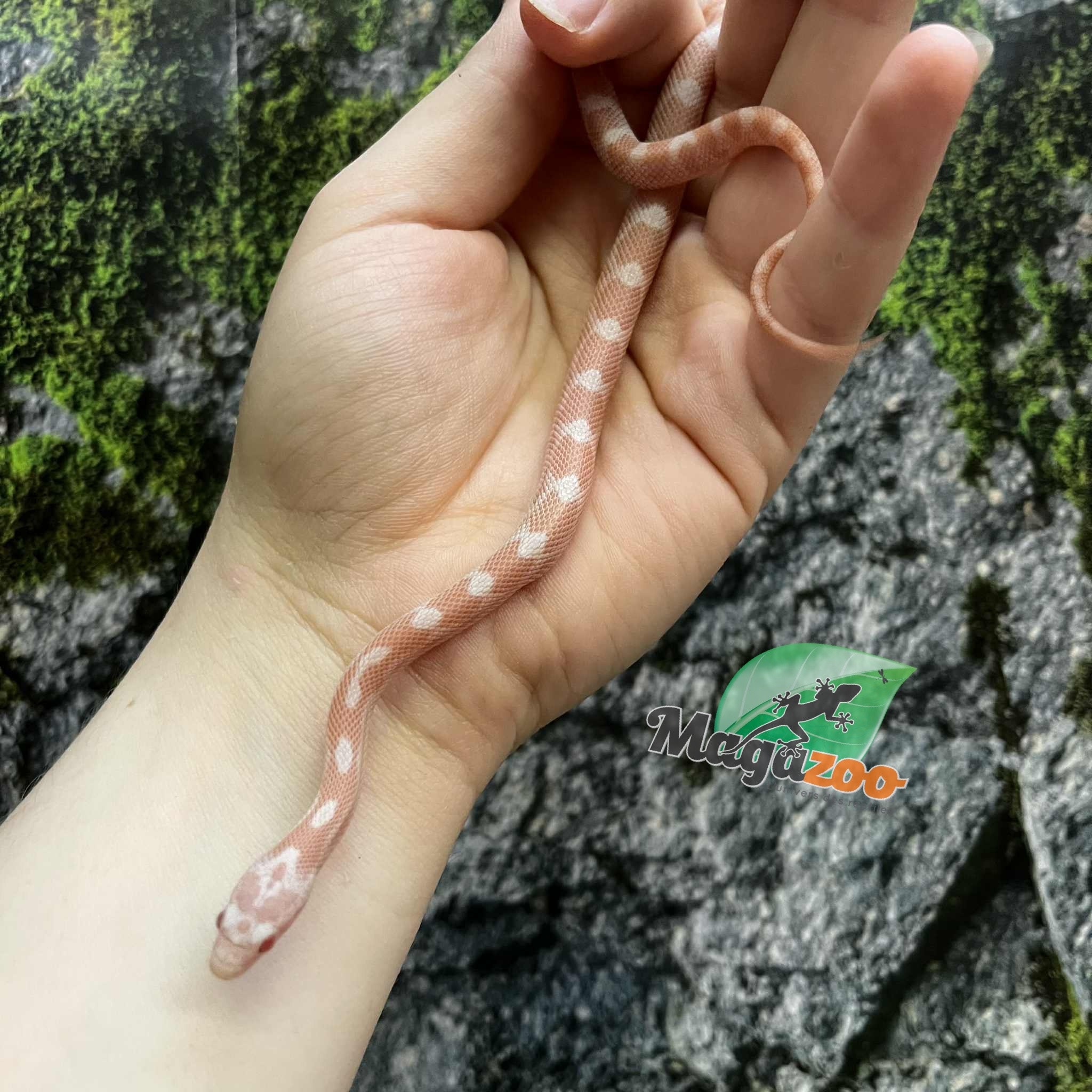Magazoo Peppermint Motley female Corn snake (6-21-25)