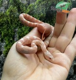 Magazoo Serpent des blés Peppermint Motley femelle (21-6-25 )