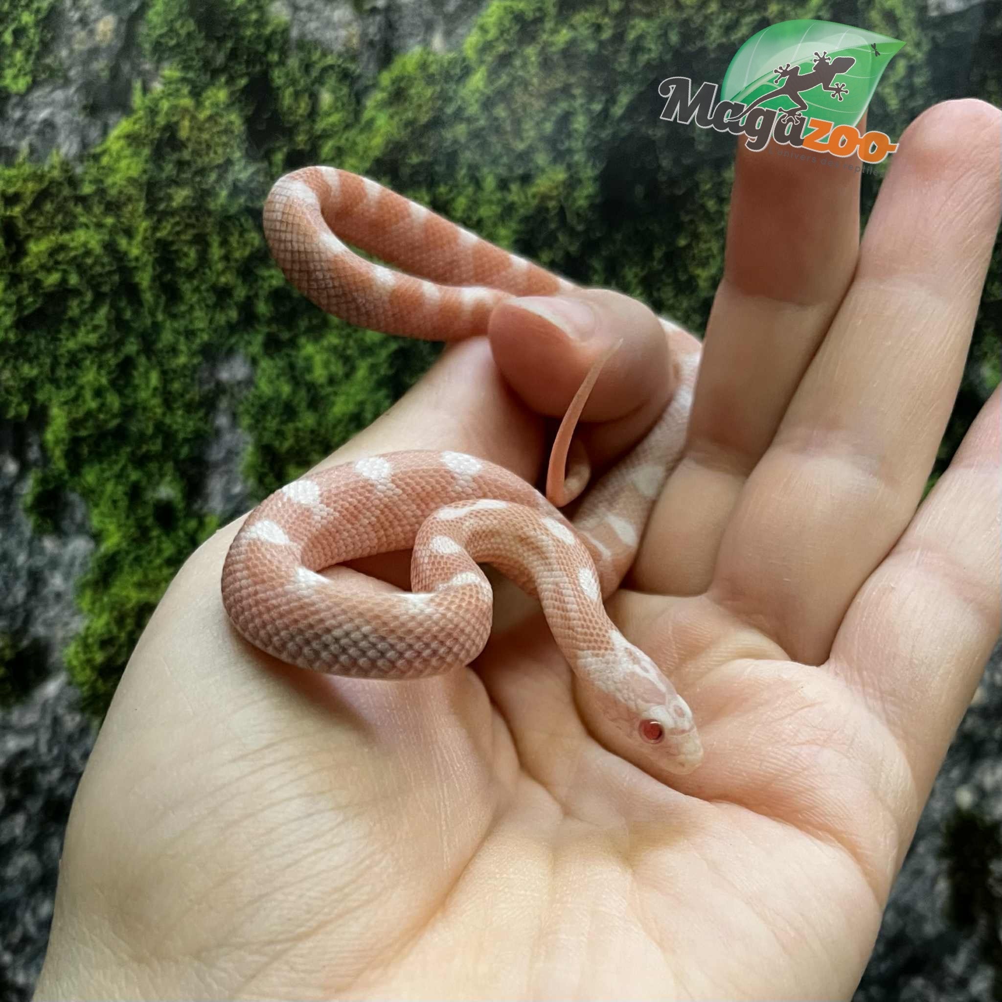 Magazoo Serpent des blés Peppermint Motley femelle (21-6-25 )